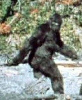 _wp-content_patterson_bigfoot copy